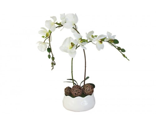 Декоративные цветы Dream Garden Орхидея белая