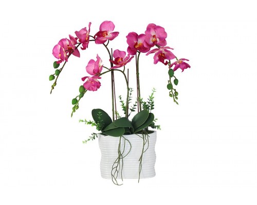 Декоративные цветы Dream Garden Орхидея темно-розовая