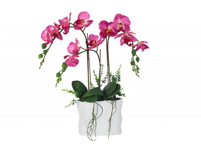 Декоративные цветы Dream Garden Орхидея темно-розовая