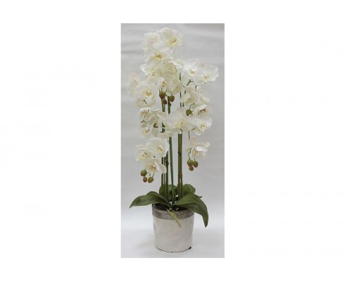 Декоративные цветы Dream Garden Орхидеи белые в вазе